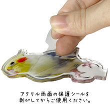 画像をギャラリービューアに読み込む, うちの子アクリルスタンド(あわせ買い専用)| 保護シールについて| ペットのイラスト・写真グッズとのあわせ買いでお得にオーダーメイド。 | 愛犬家や愛猫家へのギフトにも◎